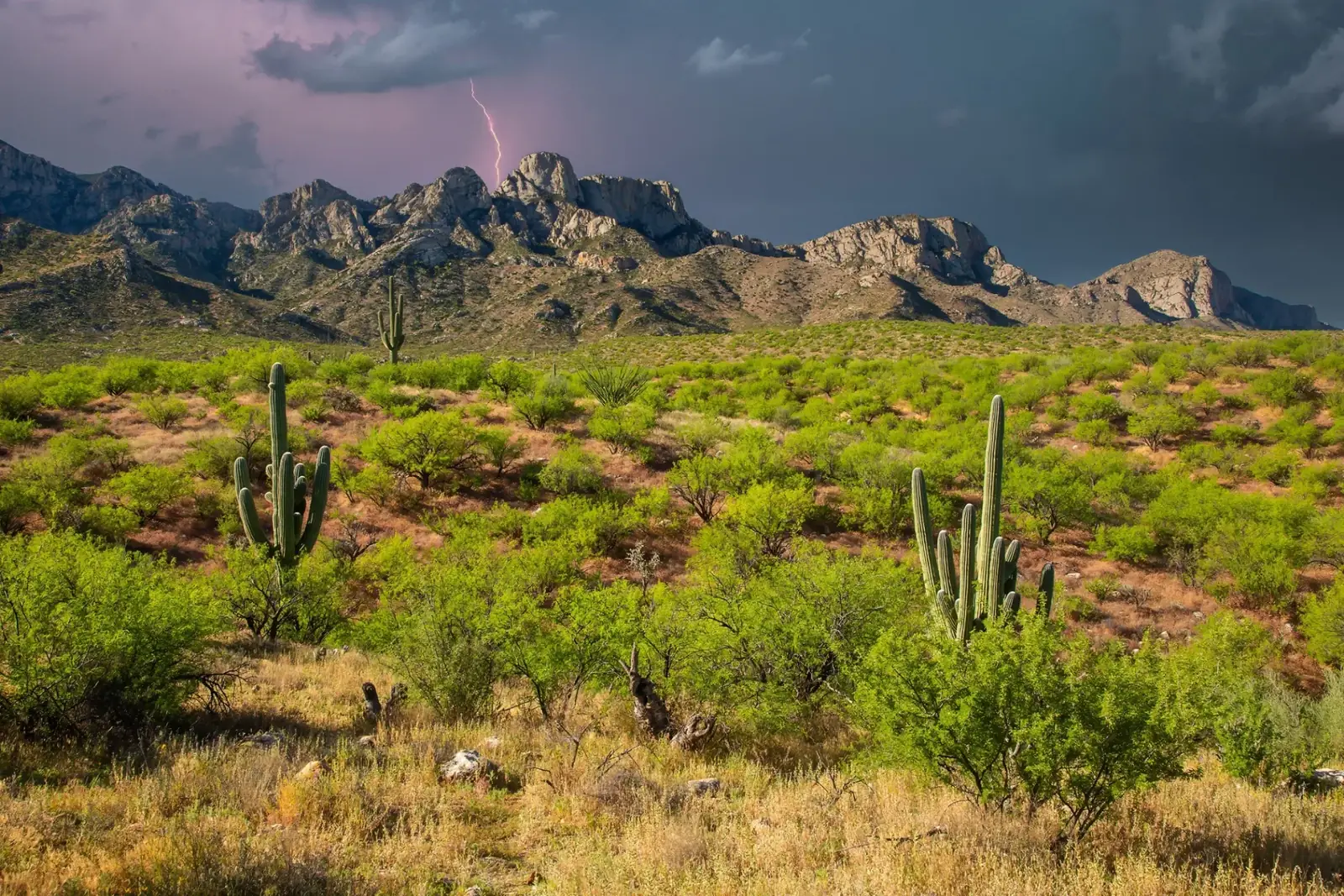 Monsoon lightning over the Sonoran Desert near Tucson, Arizona
